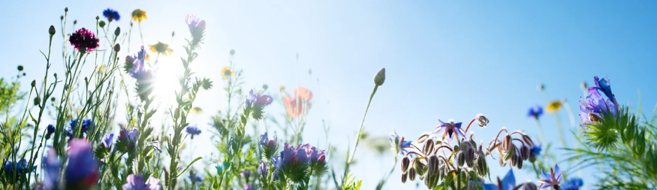 Header afbeelding